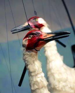 Project Whooping Crane